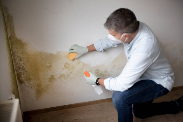 Best Mold Remediation for Healthcare Facilities  in Pion Hills, CA