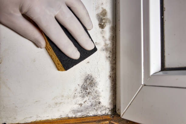 Best Industrial Mold Remediation  in Pion Hills, CA