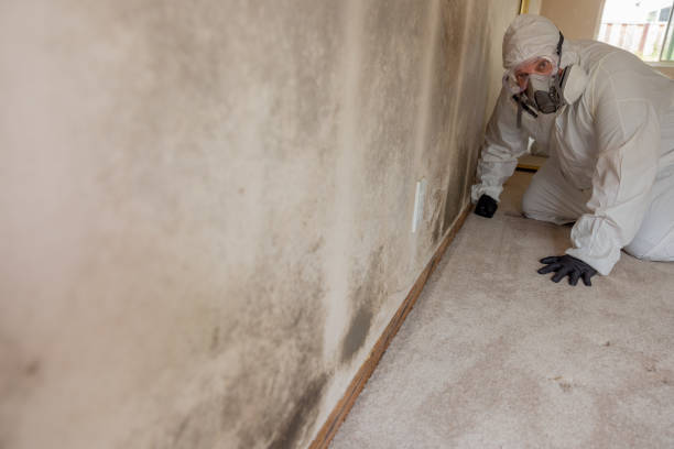 Best Forensic Mold Investigation  in Pion Hills, CA